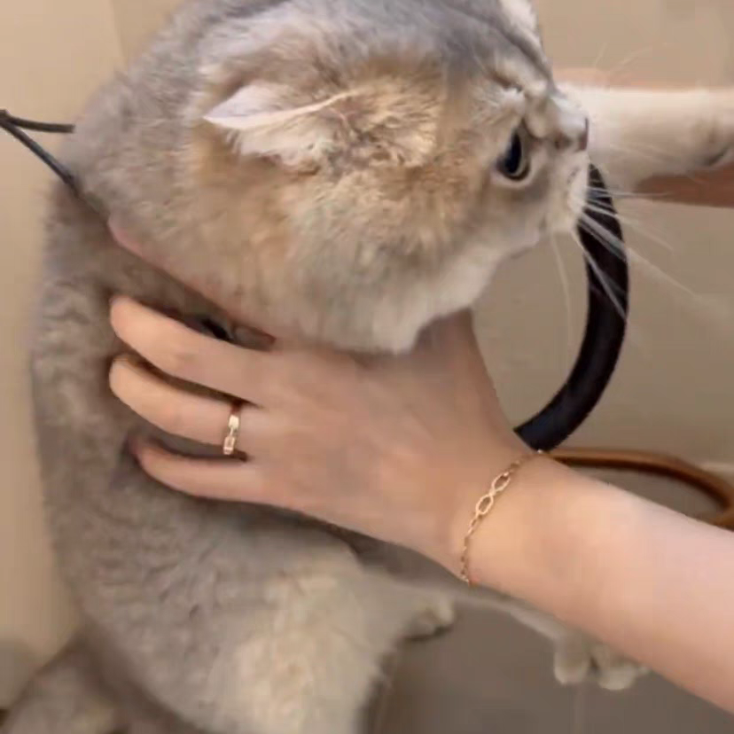 Pet grooming restraint leash