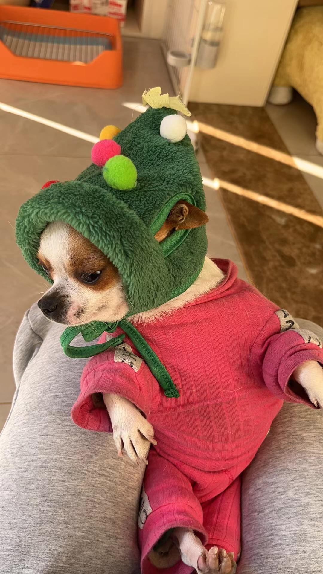 Pet Christmas Hat + Scarf