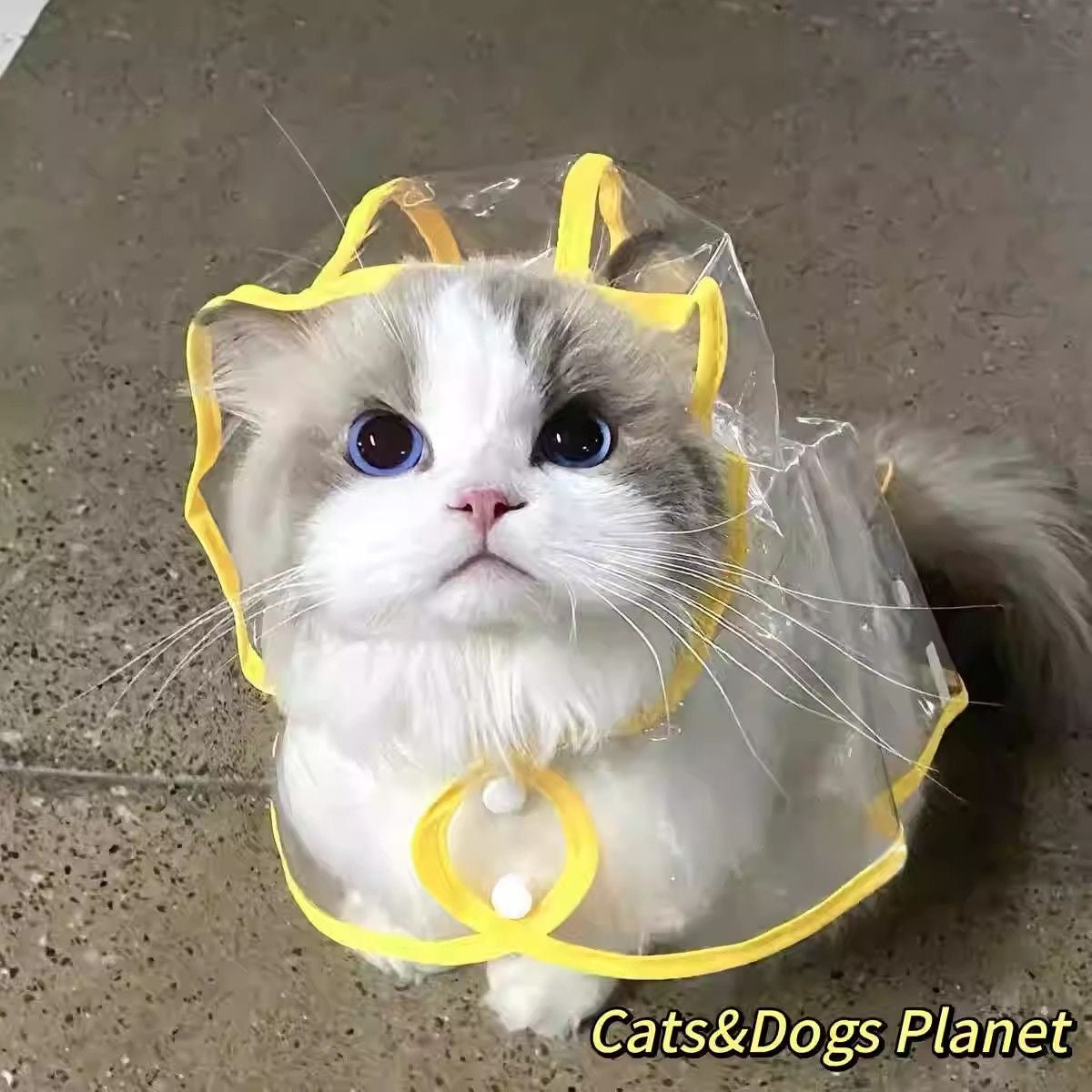 Cat Raincoat