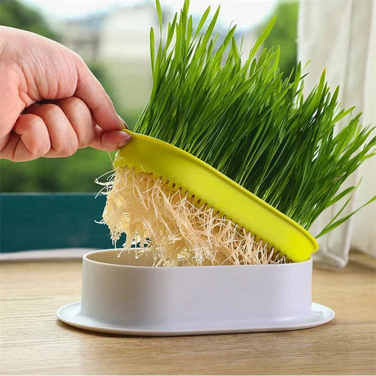 Cute Organic Cat Grass Grower
