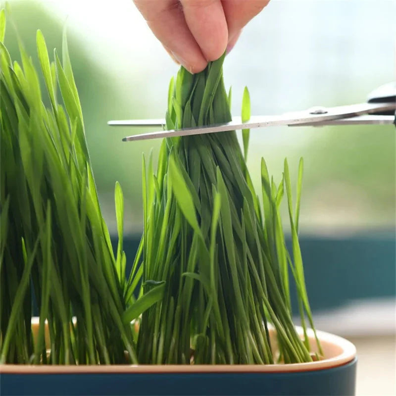 Cute Organic Cat Grass Grower