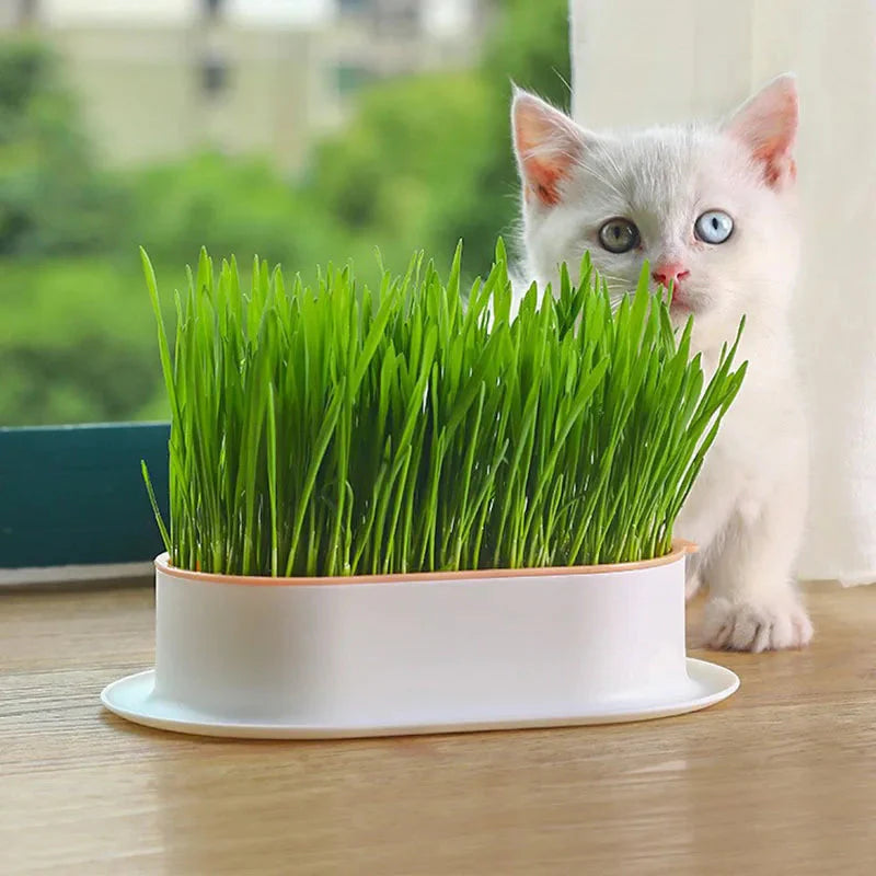 Cute Organic Cat Grass Grower