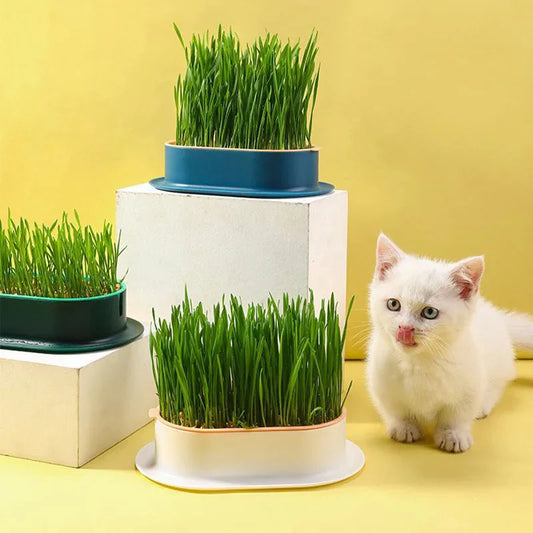 Cute Organic Cat Grass Grower