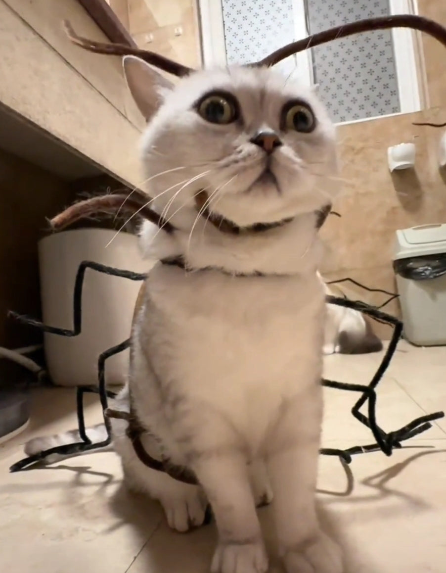 Funny Cockroach Cat Costume