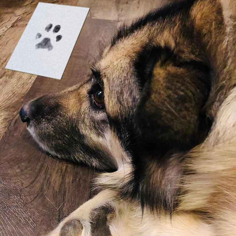 Lovelypetstory® Paw Print Stamp Pad