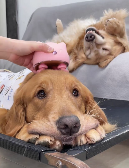 Pet head massager