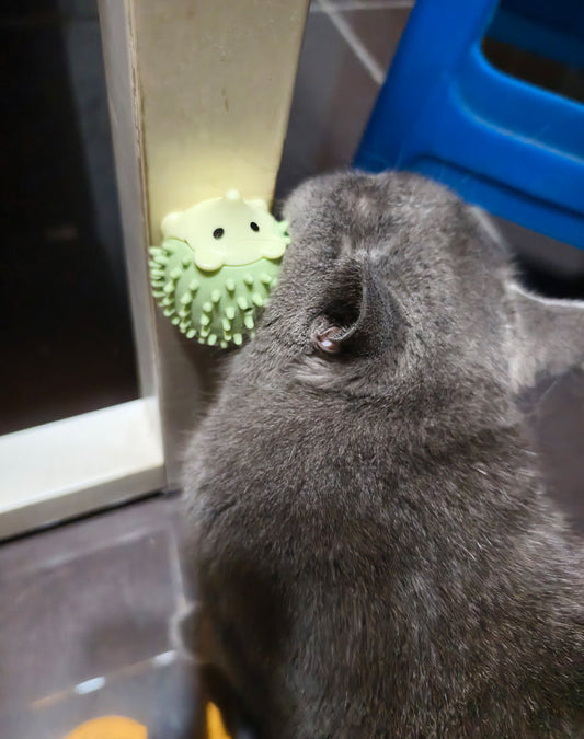 Hedgehog Catnip Minty Licking ball toy