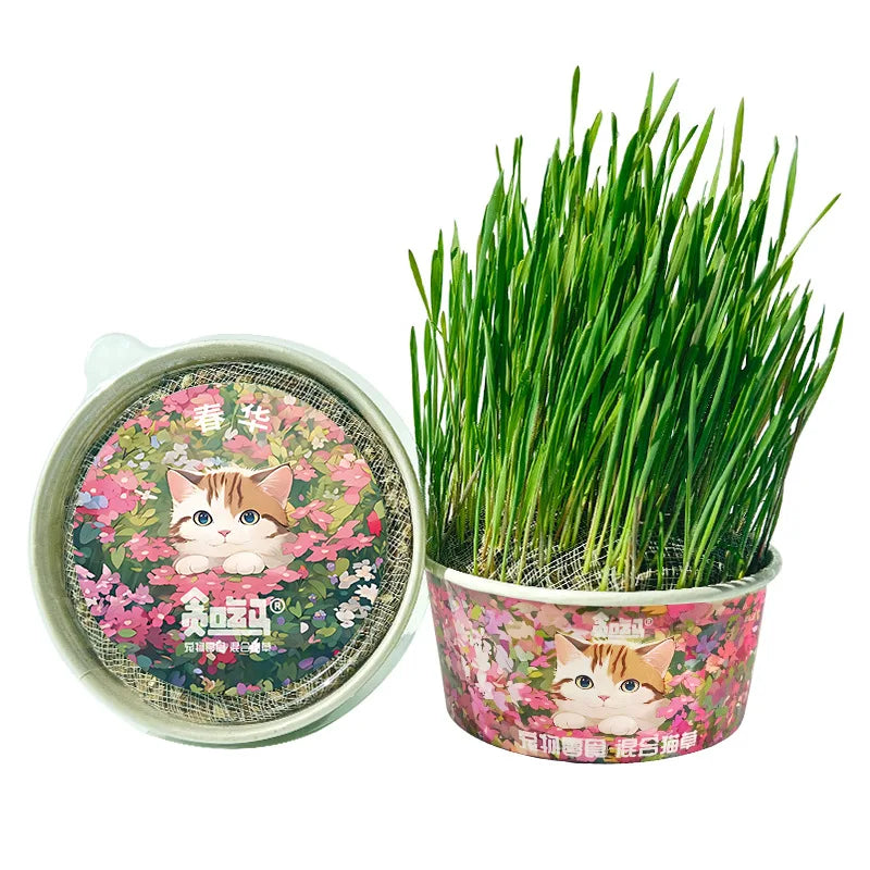 Organic Cat Grass