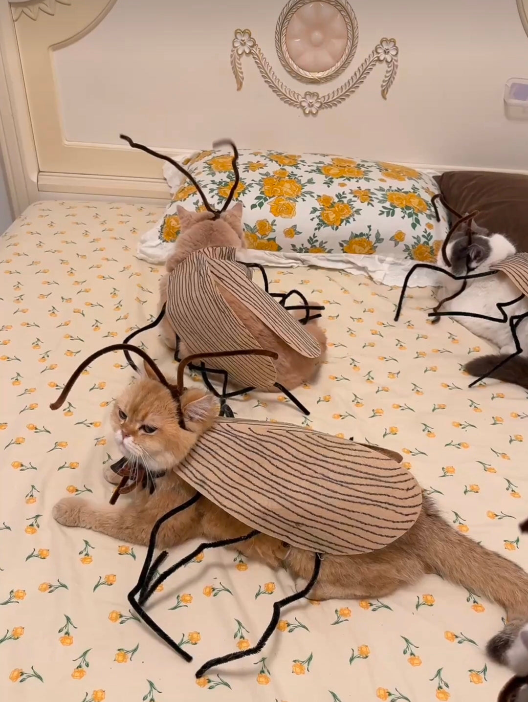 Funny Pet Catroach Costume Outfit