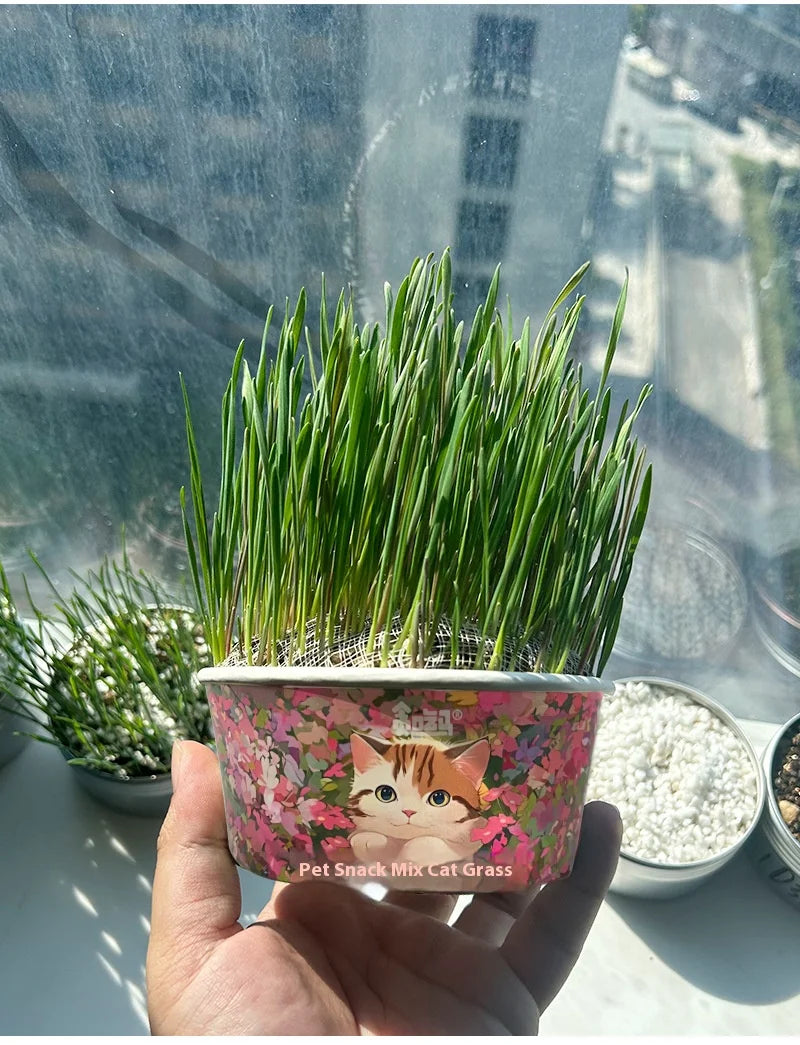 Organic Cat Grass