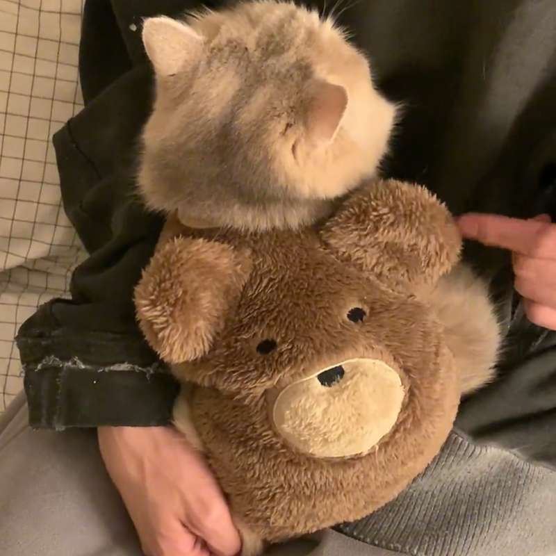 Fluffy Bear Cat Vest